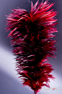 Pennacchio gallo con anello - altezza 40 cm - bordò-carmino